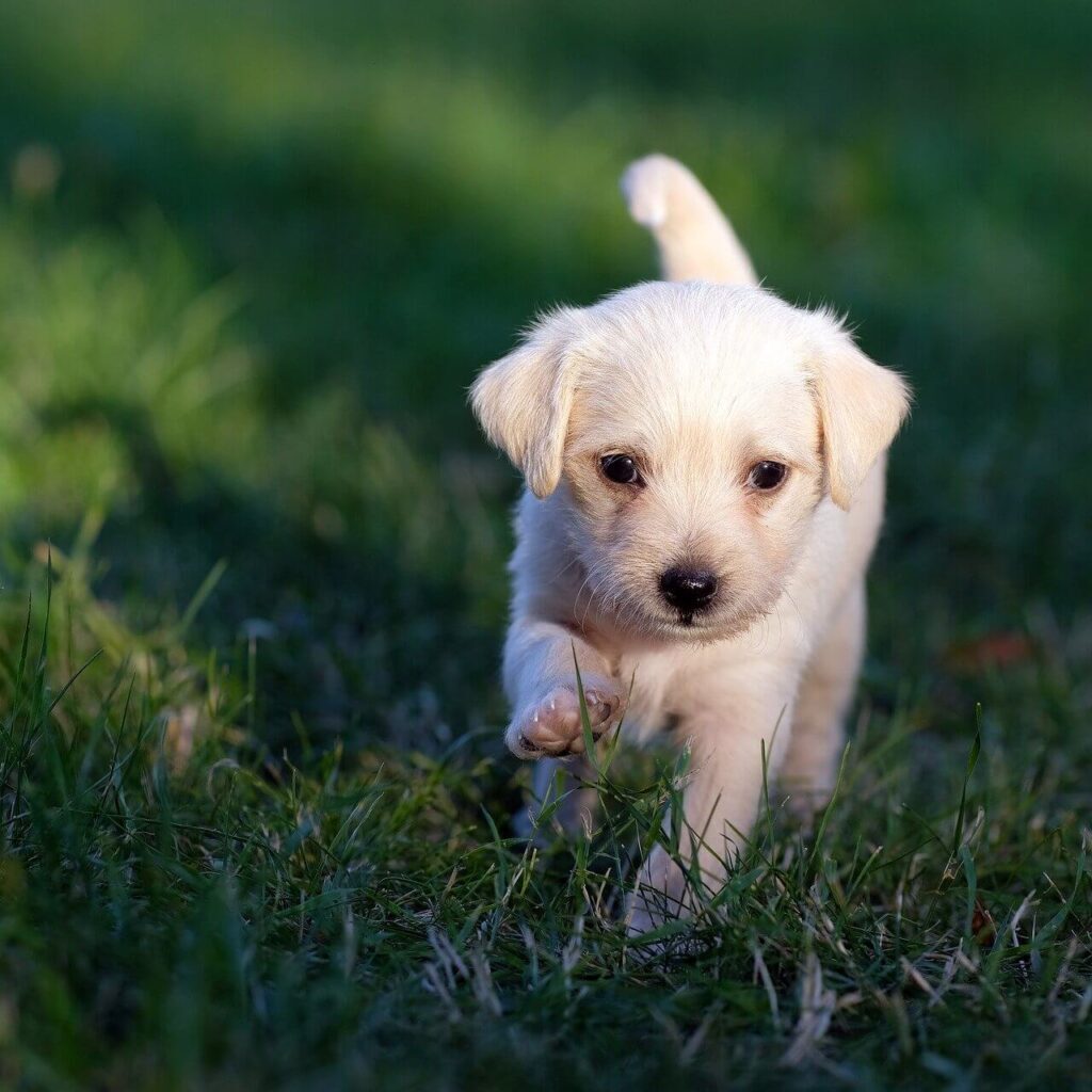 Puppy Training