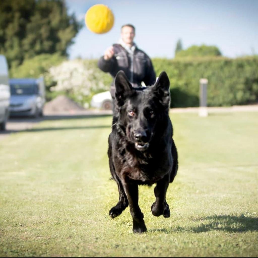 dog specialist training